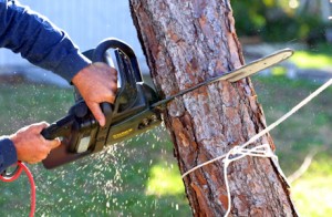 Cutting Down Tree